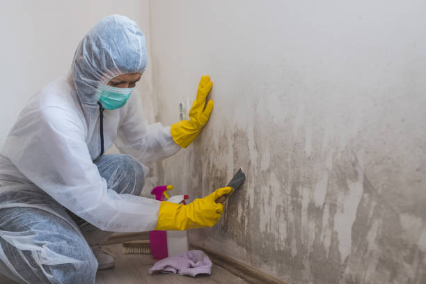 Best Insurance-Related Mold Remediation in Roscoe, TX