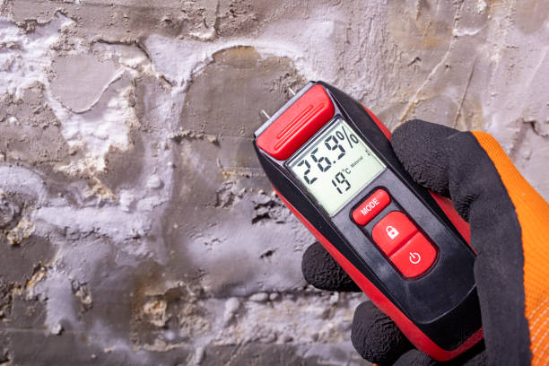 Best Black Mold Remediation in Roscoe, TX