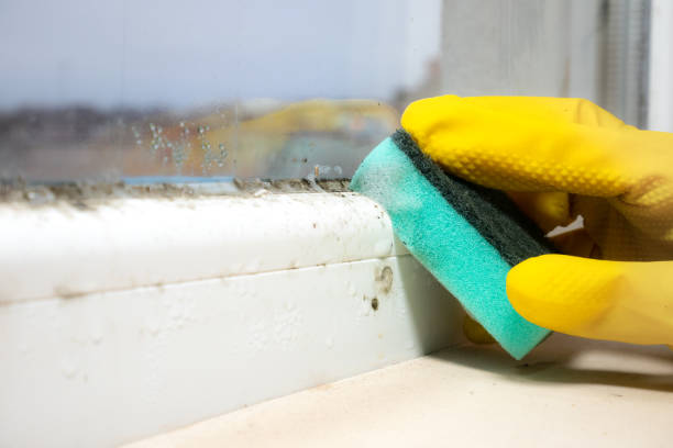 Best DIY Mold Remediation Support Services in Roscoe, TX