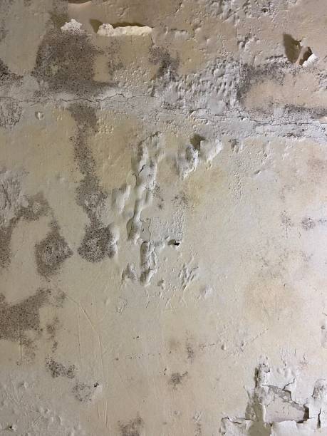 Best Emergency Mold Remediation in Roscoe, TX