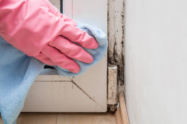 Best Post-Flood Mold Remediation in Roscoe, TX
