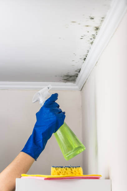Best HVAC Mold Remediation in Roscoe, TX